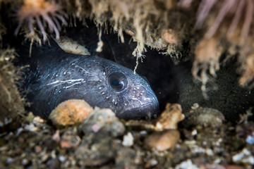 Atlantic Wolffish underwater in the St. Lawrence in Canada