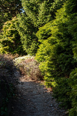 hidden path in the park surrounded by bushes and pine trees with dense green leaves on a sunny day