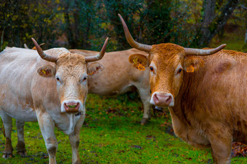 Cows grazing in an autumn forest