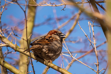 close up of a male swallow singing on the branch in the park under the sun with blue sky background