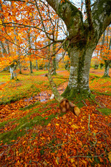 Otzarreta forest in autumn with a stream