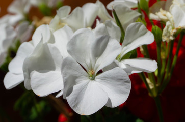 White flowers