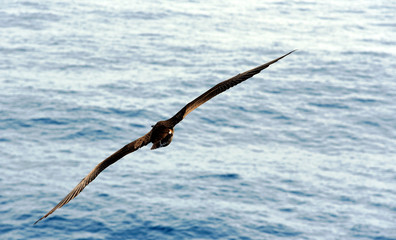 Seabird Brown Booby (Sula leucogaster) flying over the calm blue ocean. 