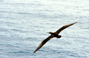 Seabird Brown Booby (Sula leucogaster) flying over the calm blue ocean. 
