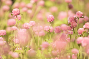 pink flowers in the garden