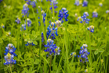 Bluebonnets wildflowers close-up 