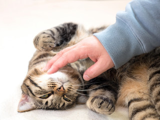 リラックスする飼い猫