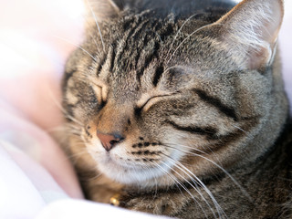 キジトラ模様の飼い猫