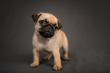 Pug puppy standing in front of the camera in the studio