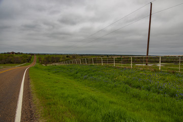 Fototapeta na wymiar Bluebonnets wildflowers along white fence line and road in background