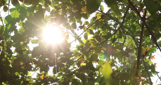 Beautiful scene misty forest with sun rays through the tree leaves, lens flare