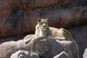 Lioness