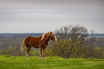 Horse standing in green pasture