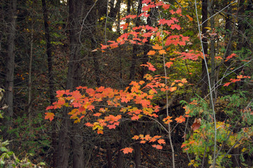 Colorful autumn trees