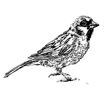 recommend clip art: Black and white drawing of a Sparrow that was translated into a vector isolated on a white background. Tattoo of small bird that is sitting on the table, close-up, black and white graphics. Animal art