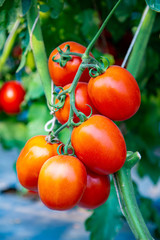 Fototapeta na wymiar ripe tomato ready to harvest
