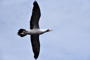 Seabird Masked Booby (Sula dactylatra) flying on the blue sky background. 