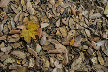 autumn leaves on the ground