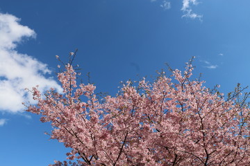 桜の木