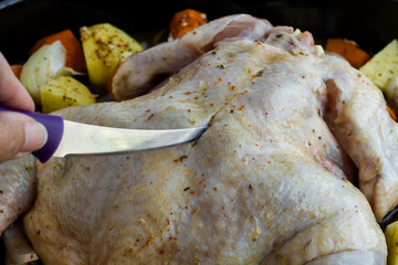 Hand cutting some back of chicken before roast oven.Marinaded chicken ready for cook.