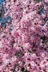 Prunus cerasifera Flowering