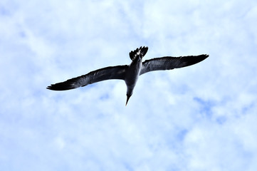 Seabird Masked Booby (Sula dactylatra) flying on the blue sky background. 