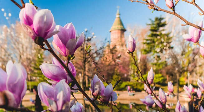 SprindTime in Timisoara