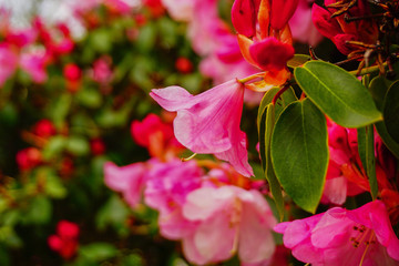 Obraz premium Flower Closeup