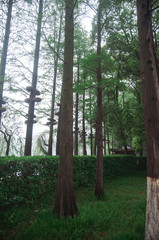 Tall trees in beautiful garden in Wuhan, China.