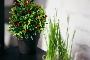 indoor plant in a pot on the table