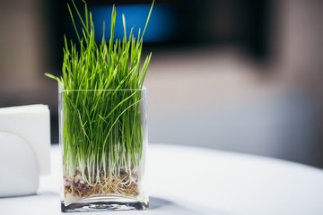 decorative live grass for table or dish decoration