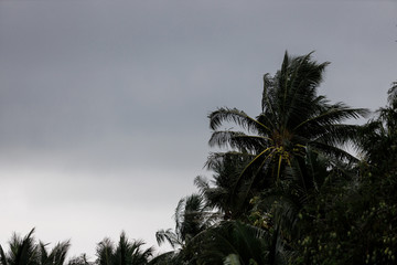 Palm trees blowing in the wind during hurricane
