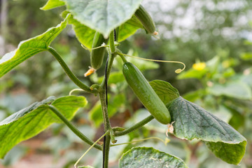 The Salad Trail in Southern Israel