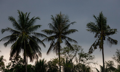 Fototapeta na wymiar Palm trees blowing in the wind during hurricane