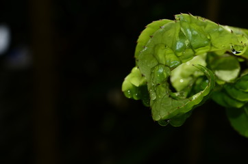 Fototapeta premium Leaf and waterdrops