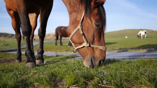 草を食む馬　Horse eating grass