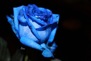 悲しみの青いバラ