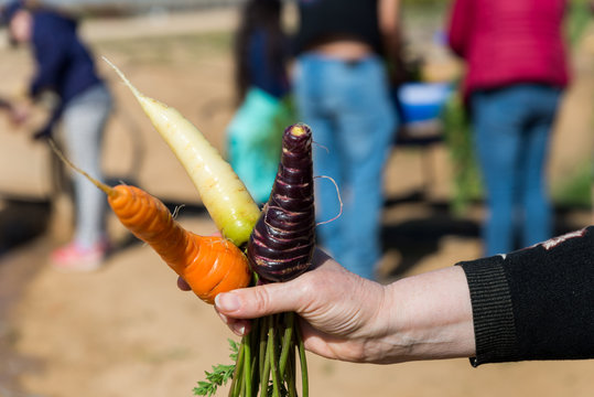 The Salad Trail in Southern Israel