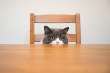 British shorthair cat secretly looks up at the desktop