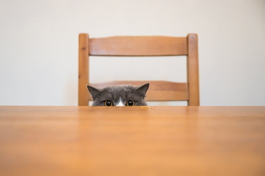 British shorthair cat secretly looks up at the desktop