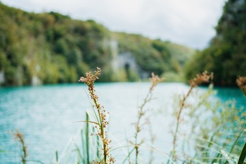 flowers on lake