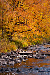 Fall color on the banks of the Sturgeon River in the Upper Peninsula of Michigan.
