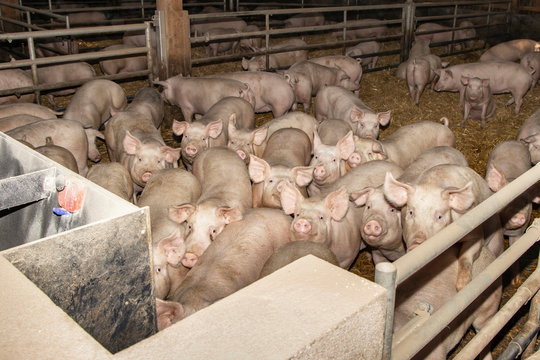 pigs in farm,  pigsty livestock pork production