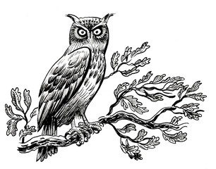 Owl bird sitting on oak tree. Ink black and white drawing
