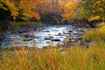 Obraz na płótnie Canvas Autumn color along the Sturgeon River on the first day of October, Upper Peninsula, Michigan.