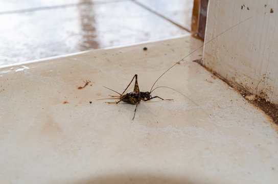 House Cricket At Entrance