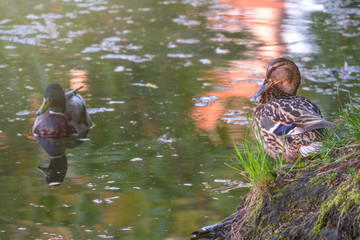 Male and female of mallard ducks, Anas platyrhynchos