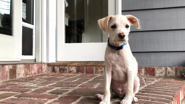 4K HD video zooming in on a small terrier beagle mix puppy sitting on back porch of home, red brick stairs, watching viewer curiously. 