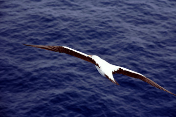 Seabird Masked Booby (Sula dactylatra) flying over the ocean. 