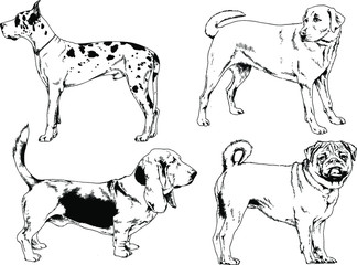 vector drawings sketches pedigree dogs in the racks drawn in ink by hand , objects with no background